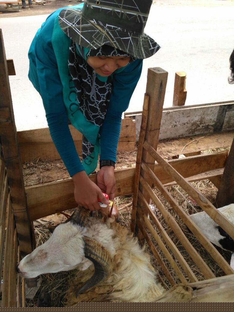DKP3 BERIKAN PELATIHAN PEMOTONGAN DAN PEMERIKSAAN HEWAN QURBAN DI KOTA CIREBON
